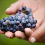 Photo of hand holding a bunch of blue grapes.