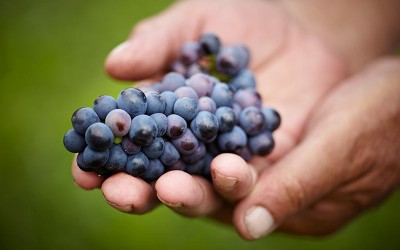 Photo of hand holding a bunch of blue grapes.