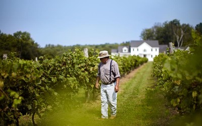 Photo of man walking along a row of grape vines.