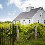 Photo of a house behind a fence and green grape vines