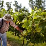 Photo of man bent over examining grape vines.