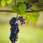Photo of grapes hanging from a vine