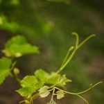 Close up photo of a grape plant